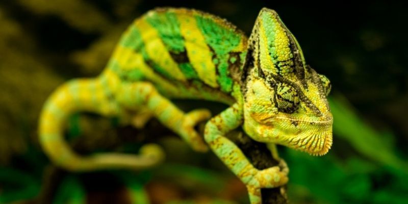 The Study of Reptiles | Animal Care Courses | learndirect